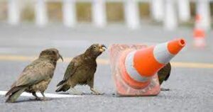 Keas and traffic cones in NZ